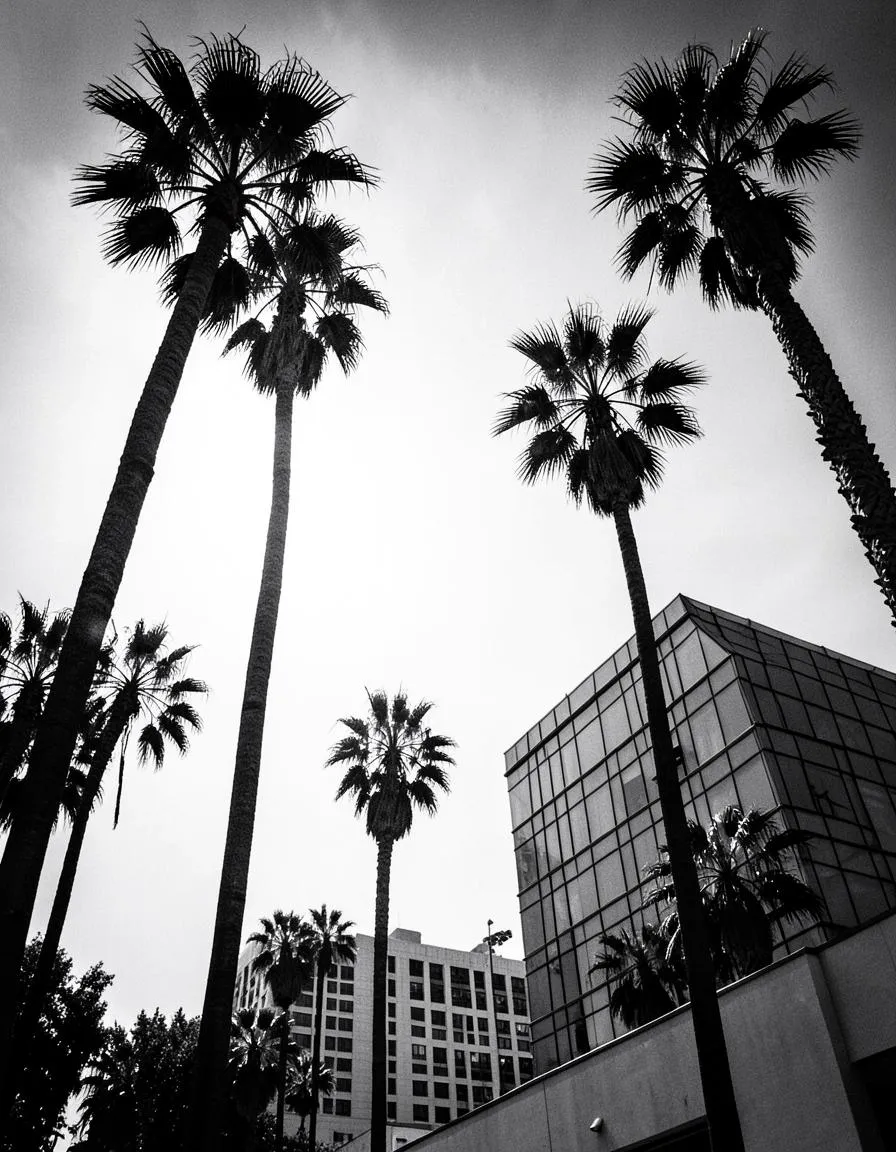 Palmiers californiens et immeuble de verre, placeholder du chapitre sur la Silicon Valley